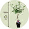 Plant in a Box - Salix Mount Aso 'Red Cat' - Gracilistyla - Set van 2 - Boompjes - Tuinplant - Potmaat 12 cm - Hoogte 50-60 cm
