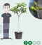 Vijgenboom - Ficus carica 125 - 150 cm (12 - 14 cm stamomtrek)