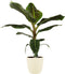 Decorum Musa Dwarf Cavendish - Elho brussels soap – ↨ 80cm – ⌀ 21cm