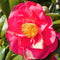Plant in a Box - Camellia Japonica - Set van 2 - Winterhard - Japanse Roos - Tuinplant - Pot 19cm - Hoogte 60-70cm