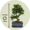 Plant in a Box - Carmona microphylla - Hoogte 20-30cm - Fukien Bonsai S-Shape boom - Pot 20cm
