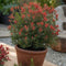 Plant in a Box - Pieris japonica 'Little Heath' - Set van 2 - Compact groeiende sierheester - Prachtige witte bloemknoppen - Pot 17cm - Hoogte 25-40cm