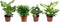 Combibox hippe kamerplanten (Ficus, Koffieplant, Dieffenbachia compacta en Camilla) - Set van 4 - De Groot - Combibox- Hoogte 25 cm