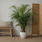 Plant in a Box - Home Mix - Mix van 3 - Philodendron, Syngonium & Ctenanthe - Makkelijk te verzorgen kamerplanten - Pot 12cm - Hoogte 25-40cm