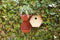 Capi Europe - Vogelhuisje rond Hive - 19x23x20 - Antraciet - Capi Biodiversity Hive - AHBIA001
