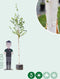 Witte himalaya berk | Betula ut. 'jacquemontii' 10-14 cm | Bomenbezorgd.nl