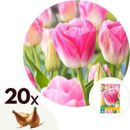 Plant in a Box - Tulipa Dynasty- Bloembollen x20 - Tulp - Roze wit - Tulpen uit Holland