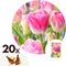 Plant in a Box - Tulipa Dynasty- Bloembollen x20 - Tulp - Roze wit - Tulpen uit Holland