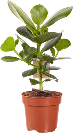 Clusia Princess - 50 cm, Ø 17 cm