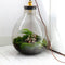 Growing Concepts DIY Duurzaam Ecosysteem Giants Ecolight XXXL - 34 Liter - Planten - Botanische Mix - H52xØ48cm
