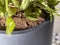 Pottery Pots Plantenbak Fiberstone Zwart D 47 cm H 100 cm