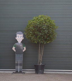 Glansmispel meerstammig | Photinia f. 'Red Robin' 70-80 cm| Bomenbezorgd.nl