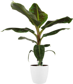 Decorum Musa Dwarf Cavendish - Elho brussels white – ↨ 80cm – ⌀ 21cm