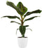Decorum Musa Dwarf Cavendish - Elho brussels white – ↨ 80cm – ⌀ 21cm