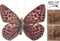5 stuks Vlinder op clip 3sts 2ass