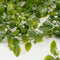 Mica Decorations Ficus Kunst Hangplant - H81 cm - Onderhoudsvrij - Groen