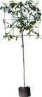 Beverboom leiboom 180 cm | Magnolia kobus 10-14 cm 180 cm| Bomenbezorgd.nl