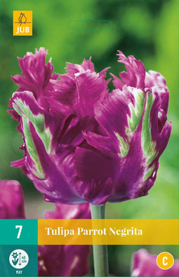 Jub Holland - Tulpen bloembollen - Tulipa Parrot Negrita - 5 bloembollen