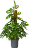 Plant in a Box - Monstera Monkey Mask - Mosstok - Rimpelgatenplant - Groene kamerplant - Pot 16cm - Hoogte 60-70cm