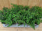 Luciferplant Cuphea 10 potjes per tray kleur mix