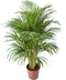 Goudpalm ↨ 110cm - hoge kwaliteit planten