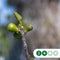 Vijgenboom 25/30 cm Ficus Carica 275 cm