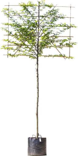 Zuil leihaagbeuk 150 cm | Carpinus betulus 'Fastigiata' 6-10 cm 150 cm| Bomenbezorgd.nl