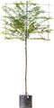 Zuil leihaagbeuk 150 cm | Carpinus betulus 'Fastigiata' 6-10 cm 150 cm| Bomenbezorgd.nl