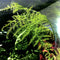Growing Concepts DIY Duurzaam Ecosysteem Giants Ecolight XXXL - 34 Liter - Planten - Botanische Mix - H52xØ48cm