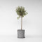 Plant in a Box - Olea Europaea - Winterharde olijfboom op stam - Pot 19cm - Hoogte 80-90cm