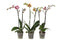 Phal Special Mix 2T14+
