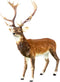 stonE'lite - Rendier rudolph l147b35h180 cm Stone-Lite