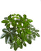 Goed & Groen - Decorum Philodendron Squamiferum - Pyramide in ELHO Round (antraciet) - ↨ 70cm - Potmaat 20 - Exclusieve Kwaliteit Planten - Kamer Plant - Kamerplanten - Sfeer - Interieur