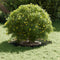 vidaXL - Plantenring - 5 - stuks - Olijfgroen - Ø30/60 - cm - staal