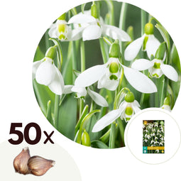 Plant in a Box - Galanthus Elwesii - Bloembollen x50 - Sneeuwklokje - Wit - Hollandse lentebollen