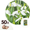 Plant in a Box - Galanthus Elwesii - Bloembollen x50 - Sneeuwklokje - Wit - Hollandse lentebollen