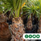 Mexicaanse Waaierpalm Wasthingtonia Robusta - 60-70 cm Stamhoogte