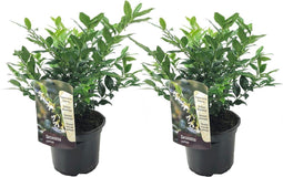 Plant in a Box - Sarcococca Confusa - Set van 2 - Vleesbes - Witte bloemen in de winter - Tuinplant - Pot 17cm - Hoogte 30-40cm