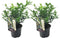 Plant in a Box - Sarcococca Confusa - Set van 2 - Vleesbes - Witte bloemen in de winter - Tuinplant - Pot 17cm - Hoogte 30-40cm