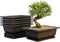 Bonsai Oefenpotten Set - 6 Hoogwaardige Kunststof Potten met Dienbladen | Perfect voor Beginners & E
