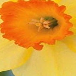 5 stuks - JUB - Narcissus Red Devon 4 bollen