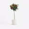 Plant in a Box - Rosa Palace 'Pride' - Rode stamroos voor binnen,tuin,terras of balkon - Pot 19cm - Hoogte 80-100cm