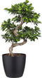 Goed & Groen - Ficus Gin Seng Bonsai met Elho Brussels Round pot Black - ↨ 70cm - Potmaat 27 - Exclusieve Kwaliteit Planten - Kamer Plant - Kamerplanten - Sfeer - Interieur