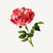 Panier Des Sens Radiant Peony Shine Boost Serum 30ML