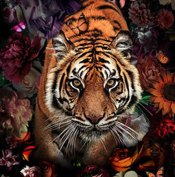 Glasschilderij tijger - glasschilderij dieren 80x80cm