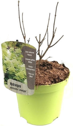 Plant in a Box - Hydrangea paniculata 'Limelight' - Sterke Hortensia soort - Groen/witte bloemen - Langbloeiend - Pot 19cm - Hoogte 25-40cm