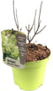 Plant in a Box - Hydrangea paniculata 'Limelight' - Sterke Hortensia soort - Groen/witte bloemen - Langbloeiend - Pot 19cm - Hoogte 25-40cm