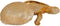 Safaary - Richmond Decoratie Box Goud Turtle - 34,5x34,5 CM