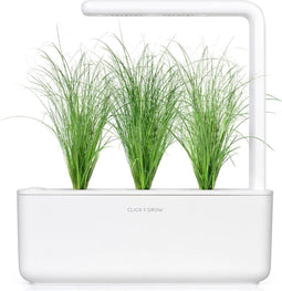 Click & Grow Ornamental Grass / 3-pack