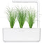 Click & Grow Ornamental Grass / 3-pack
